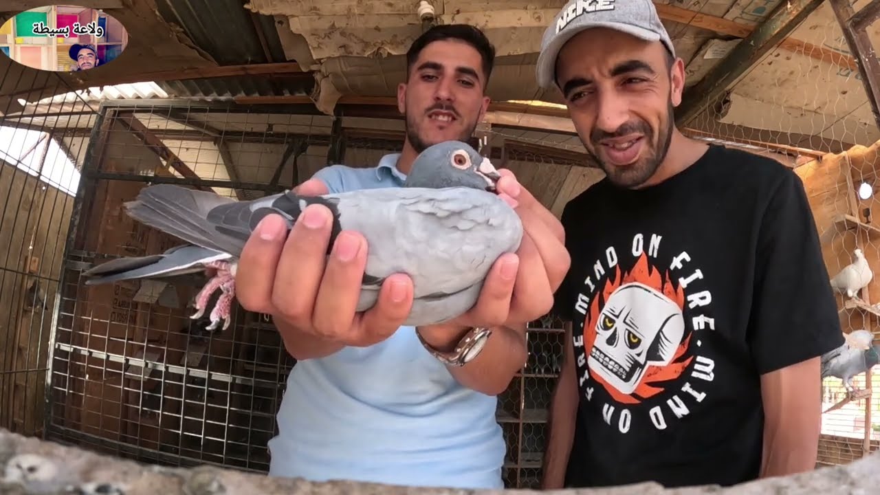توليعة عند (طونديم) إخوان العبدلاوي ربيع - محسن ♥️🙏🥳 حمام السرعة وحمام المسافة الطويلة #ولاد_إعيش