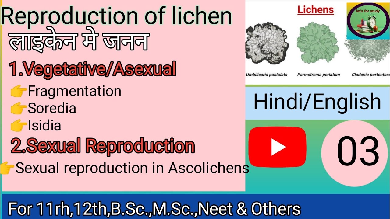 लाइकेन मे जनन्🍄🍄,Part-03//Reproduction in lichen//समझिये आसान भाषा मे/welcome to let's for study👨‍🏫