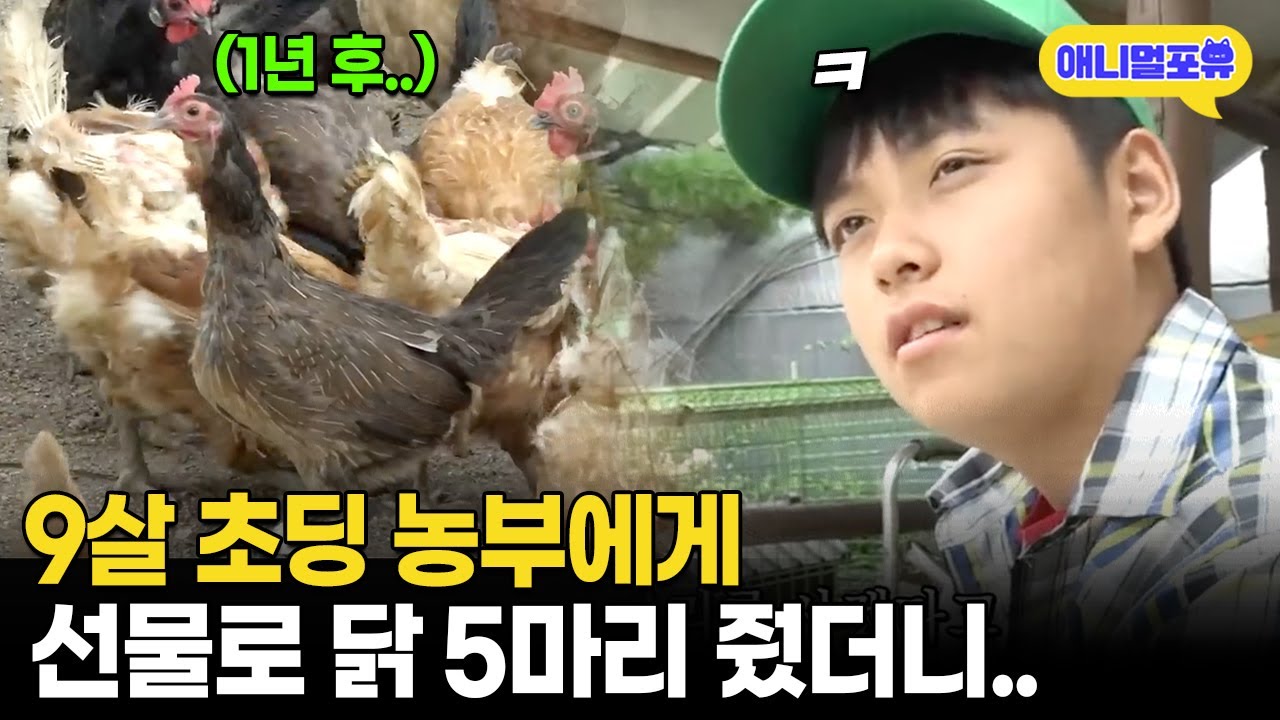 생일 선물로 받은 닭 5마리를 200마리로 만든 전설의 초딩
