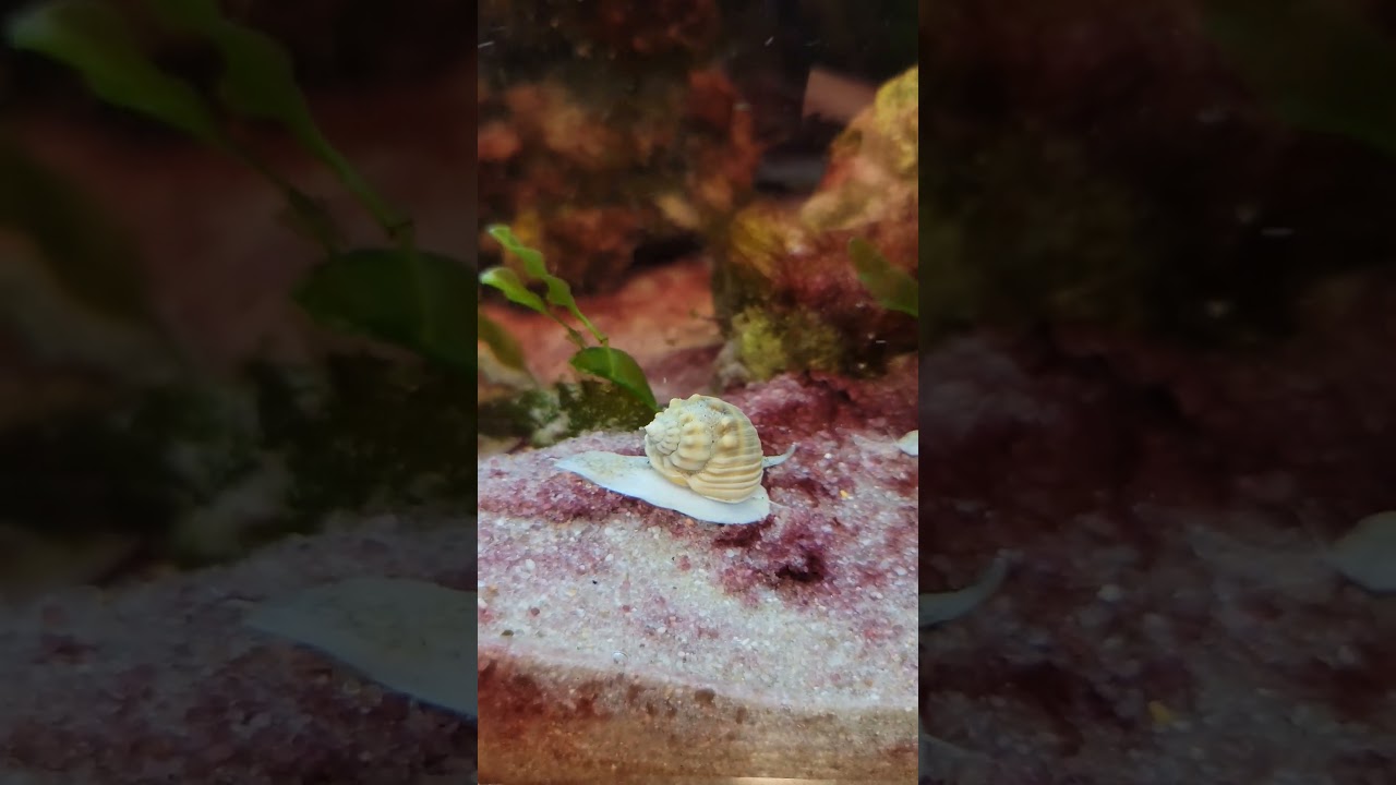 Shellfish Scavengers: Nassarius Snails in Action