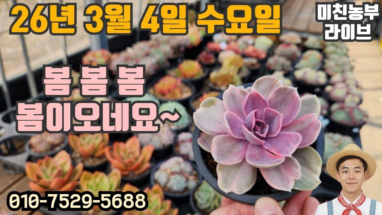 2026.3.4 미친농부 라이브 #다육#다육이#식물#succulent#くしょくぶつ#crazyfarmer