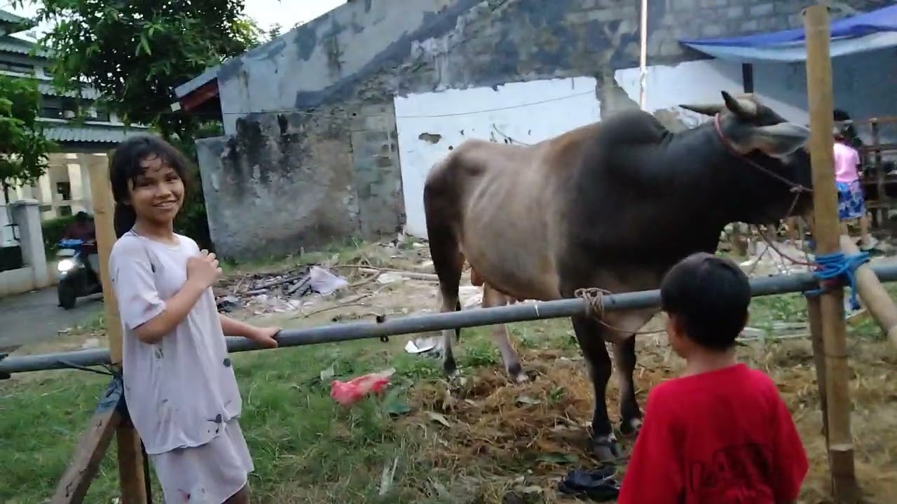 Foto bareng sama sapi k0rb4n, 6 juni 2025