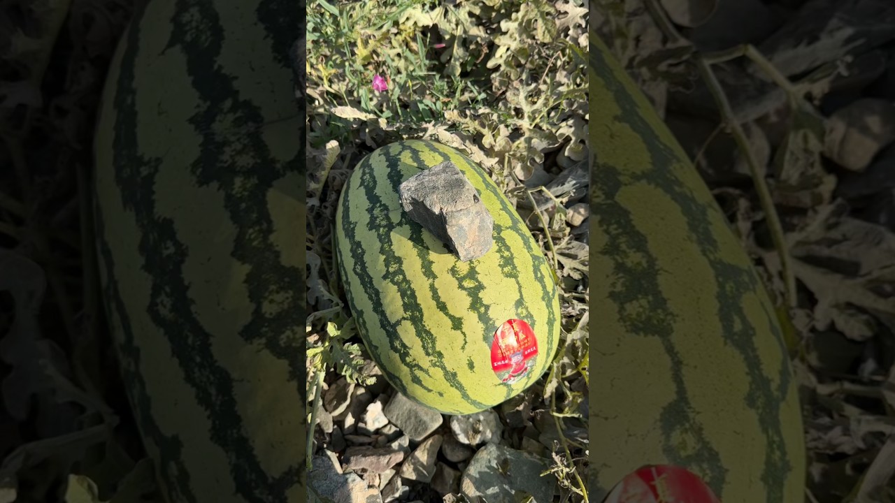 Fantastic Open Big Watermelon 🍉 #farming #amazing #watermelon #viral #fruit #farmlife #wildlife