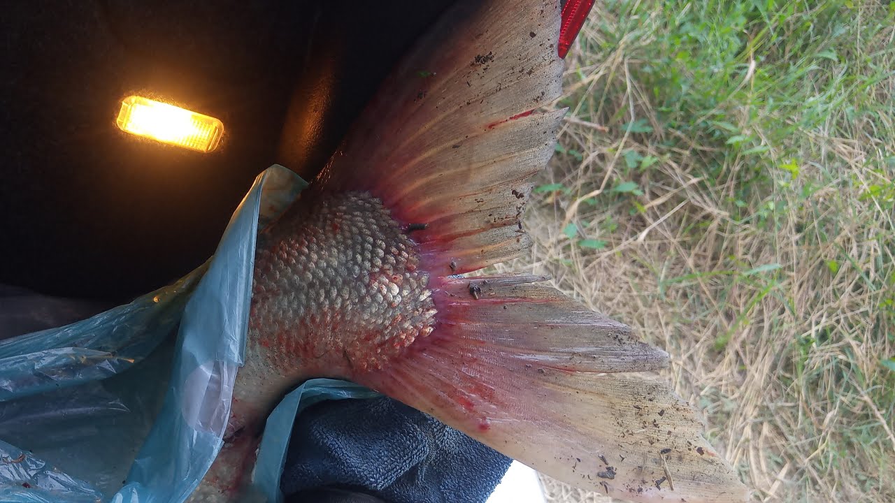 10 +mire képes ez a bot ??? dam yagi ultra light jig 2-12 g bevetésen... ul horgászat Kirillel 08 02
