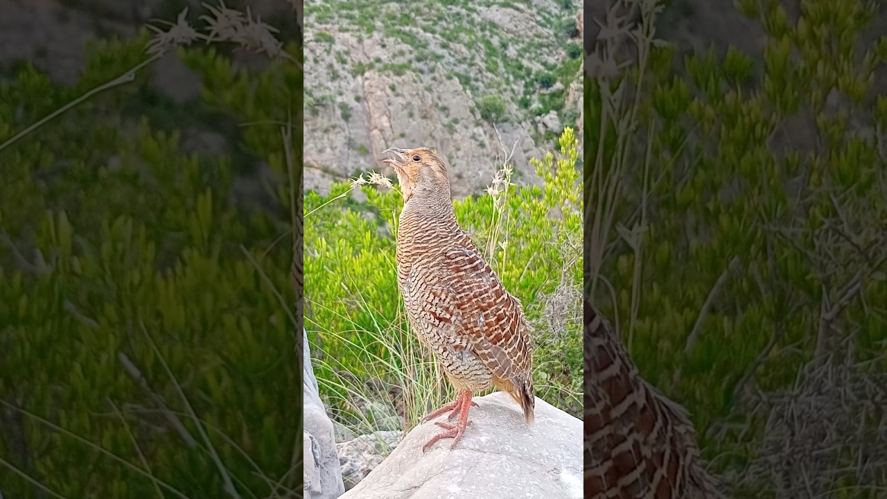 Gray francolin voice tetar sounds