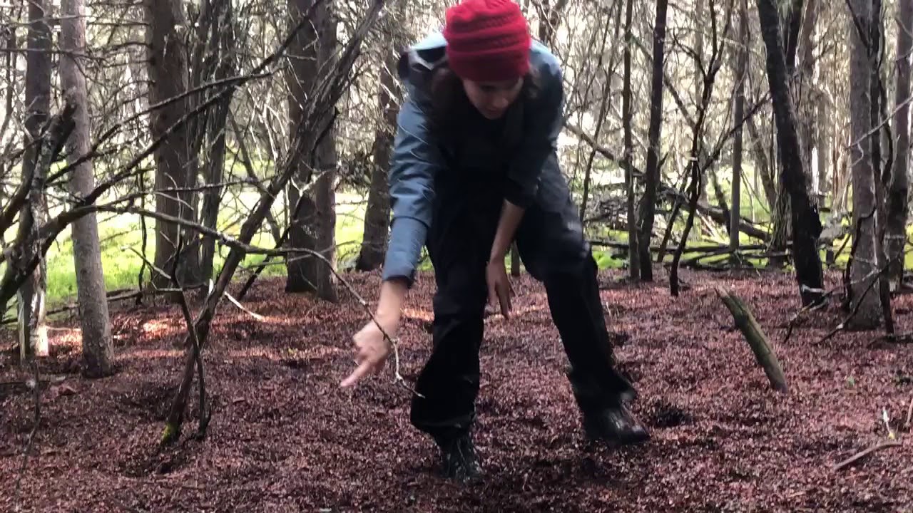 Exploring a pine squirrel midden