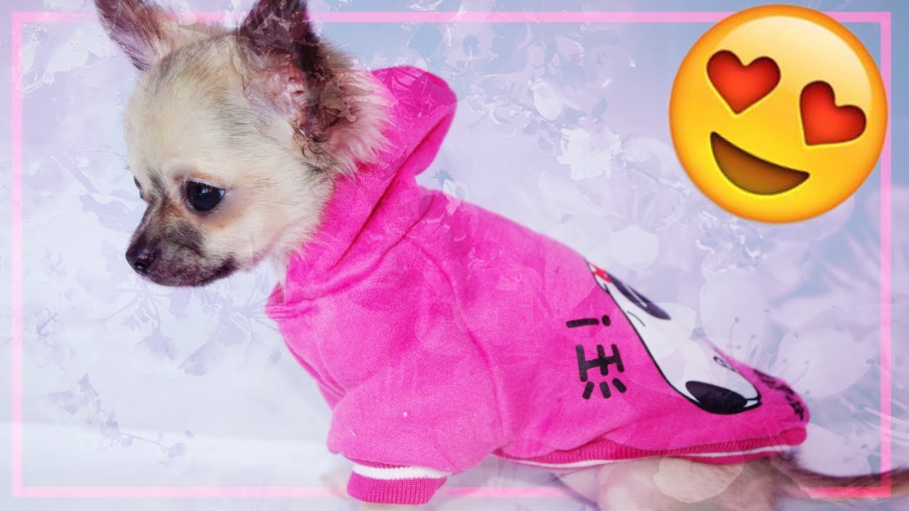 Mes ANIMAUX Photos Funs et Kawaii !