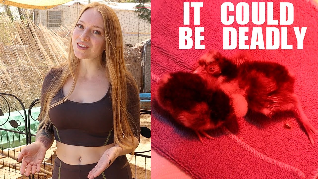 Medicated Chick Starter Feed vs Non-Medicated - MAKE The CORRECT Choice