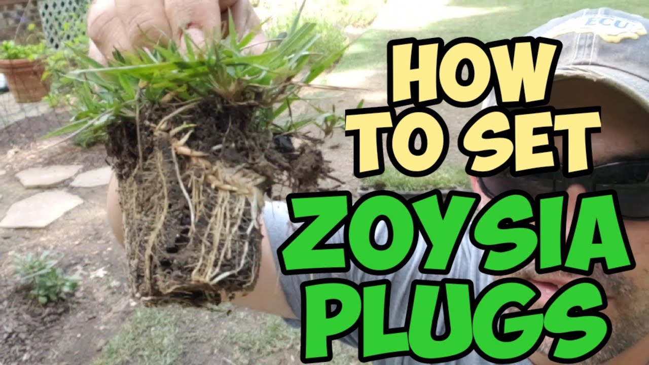 How to set ZOYSIA plugs