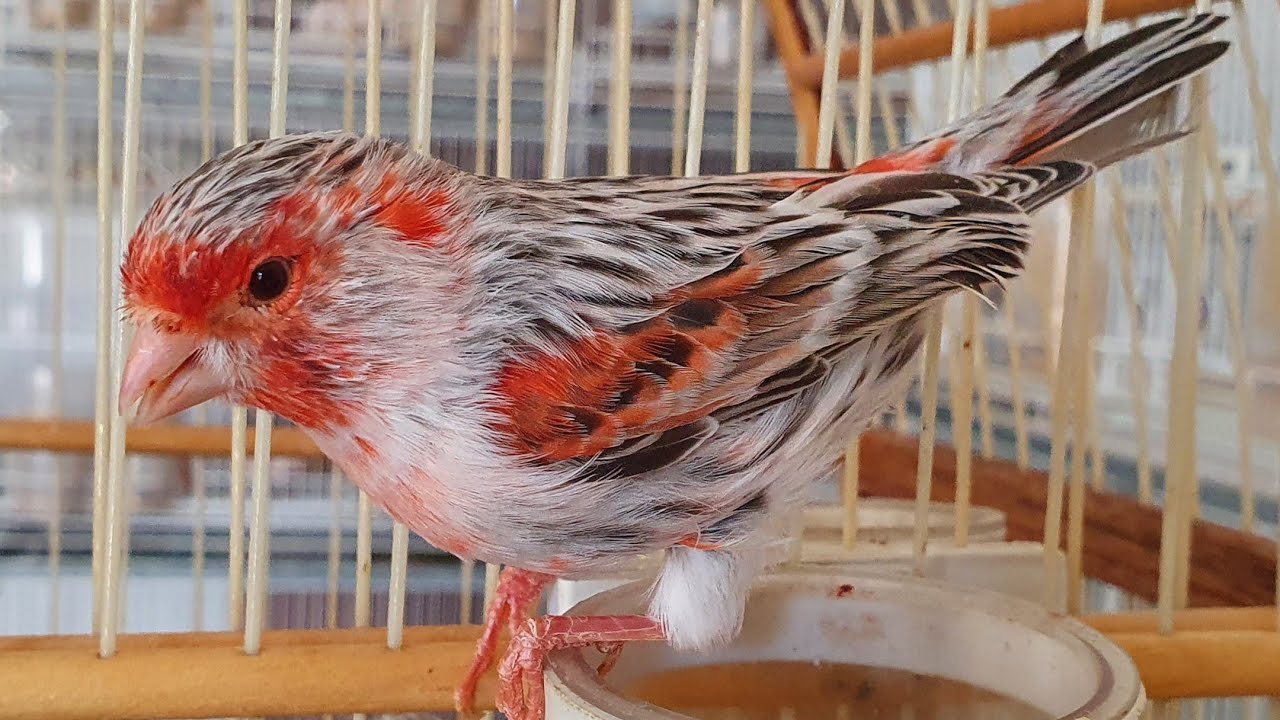 FILHOTES DE CANÁRIO ÁGATA TOPÁZIO VERMELHO MOSAICO SE DESTACANDO