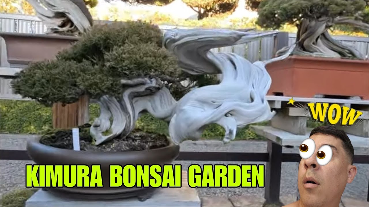 MASTER BONSAI KIMURA JARDIN - JAPÓN