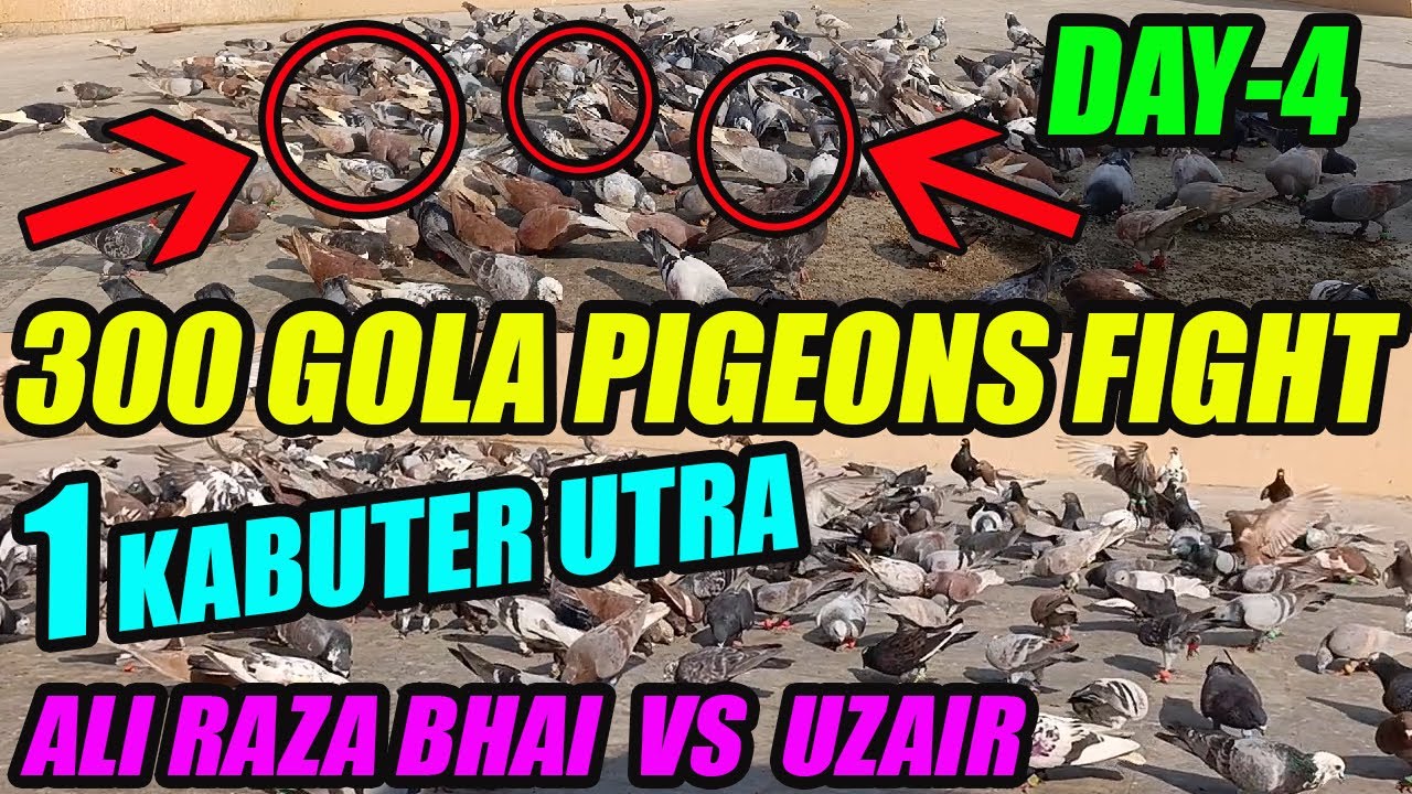 300 Gola Pigeons Fight Day-4 Ali Raza Bhai VS Uzair 300 Koray Kabooter Larrayya 1 Kabuter Utra Catch