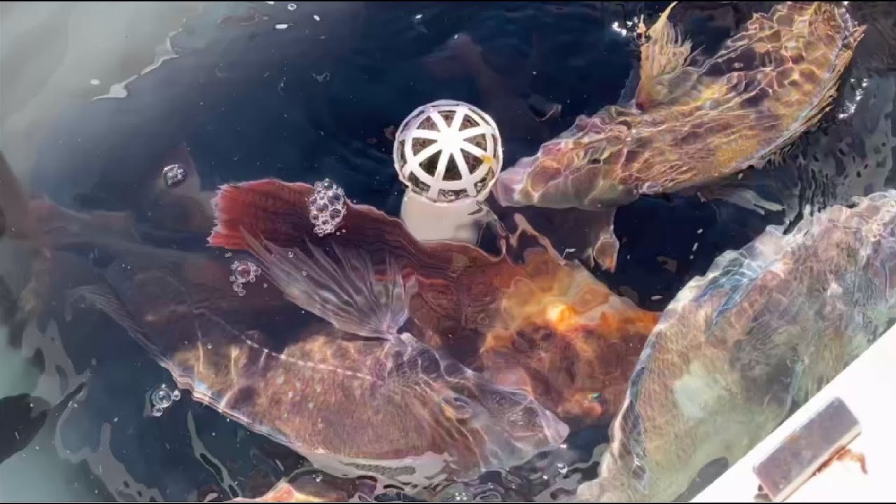 Fishing inside Newport Harbor on a windy day (9/24, 2022)