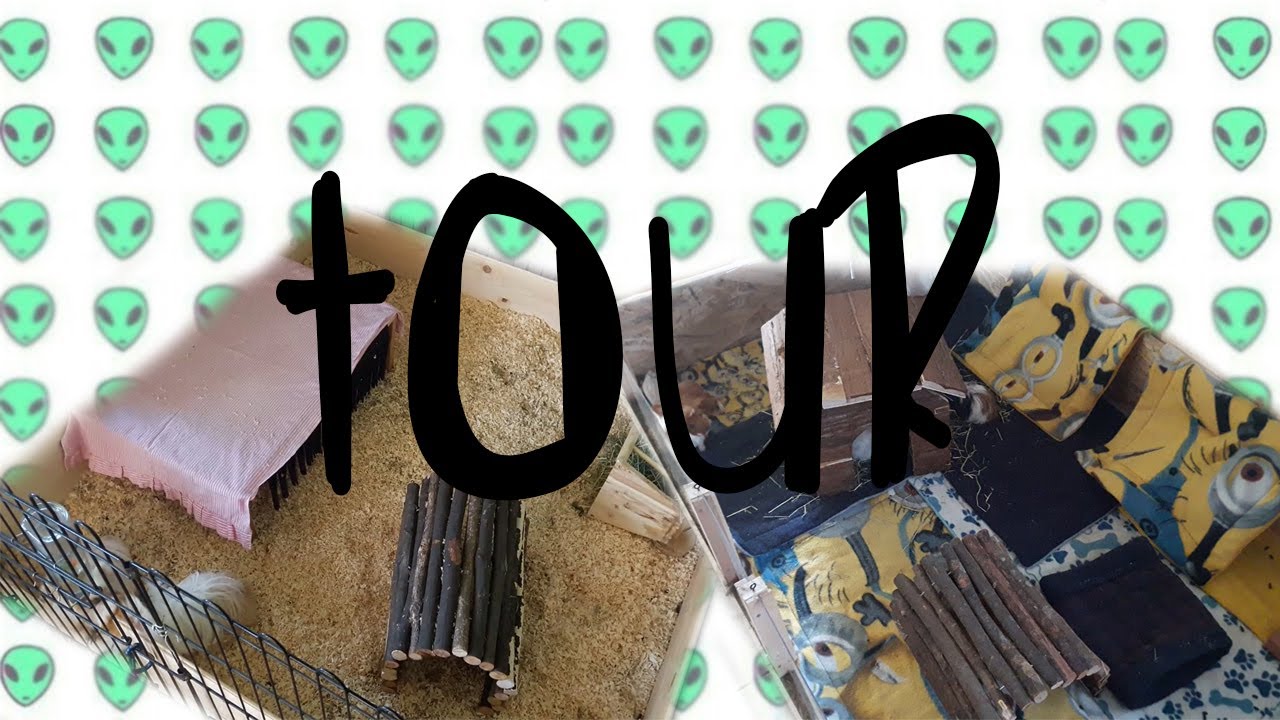 TOUR gabbie PORCELLINI D'INDIA
