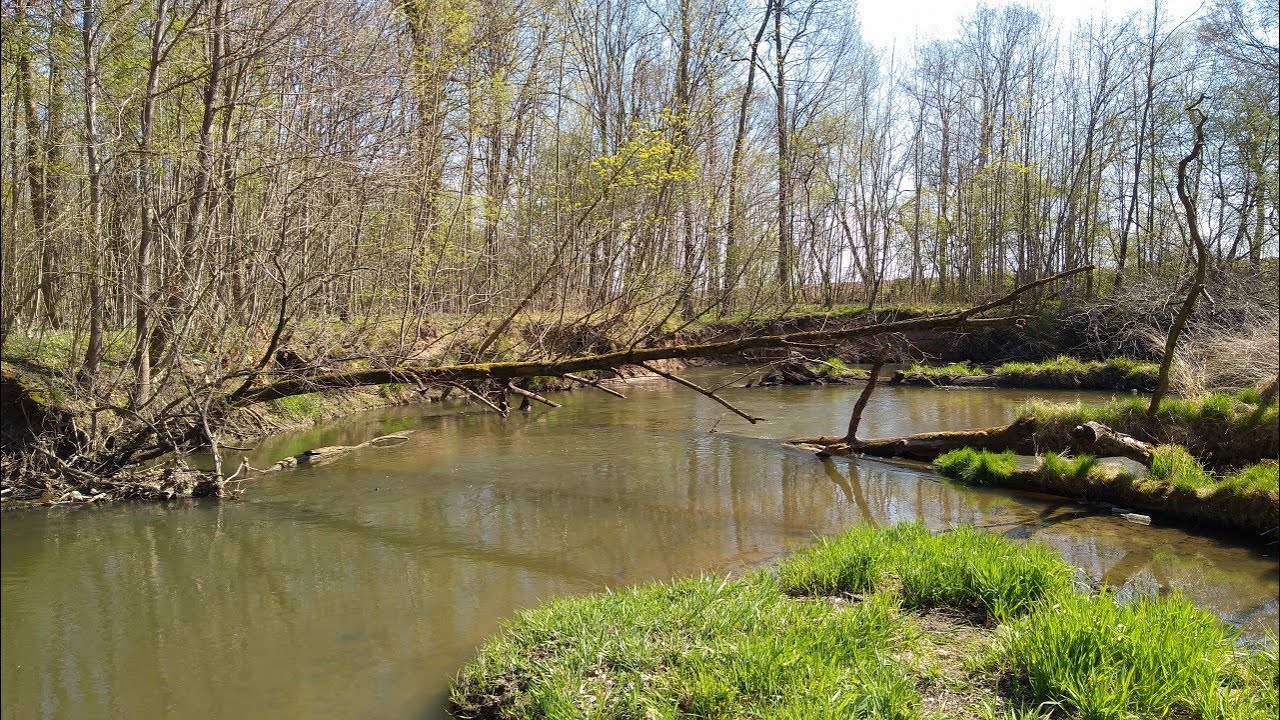 Dzika rzeka Bystrzyca. 15.04.2022r. [Napisy PL]