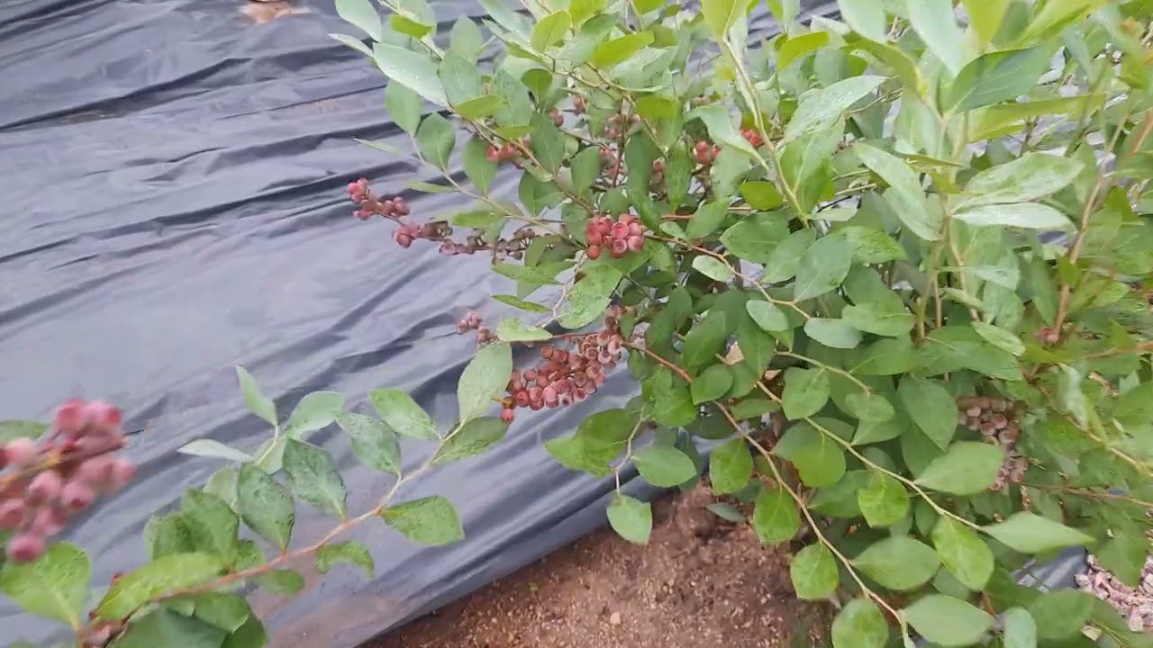 PLANTACAO PEQUENA DE MIRTILOS (BLUEBERRY), CONTROLE DO MATO #mirtilo #2023