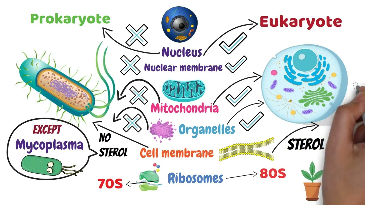 General Micro (309) - Mini Lecture (1)