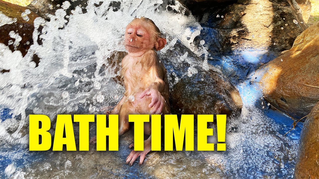 Jobi Monkeys Cool Off In The Midday Heat | Eating Cool Food & Bathing In The Forest