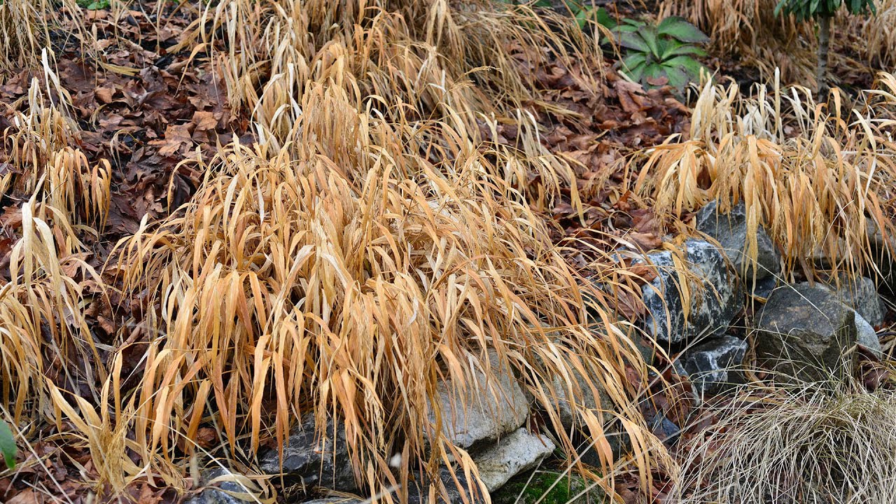 Cutting Back Deciduous Grasses in Late Winter
