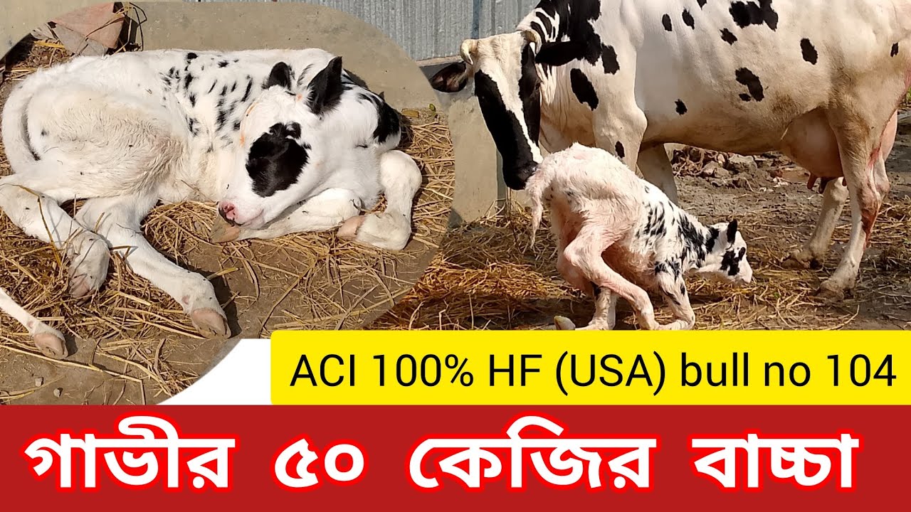 ACI 100% HF (USA)  bull no 104 Helix এর 50 কেজির বাচ্চা || Doctor Agro Care