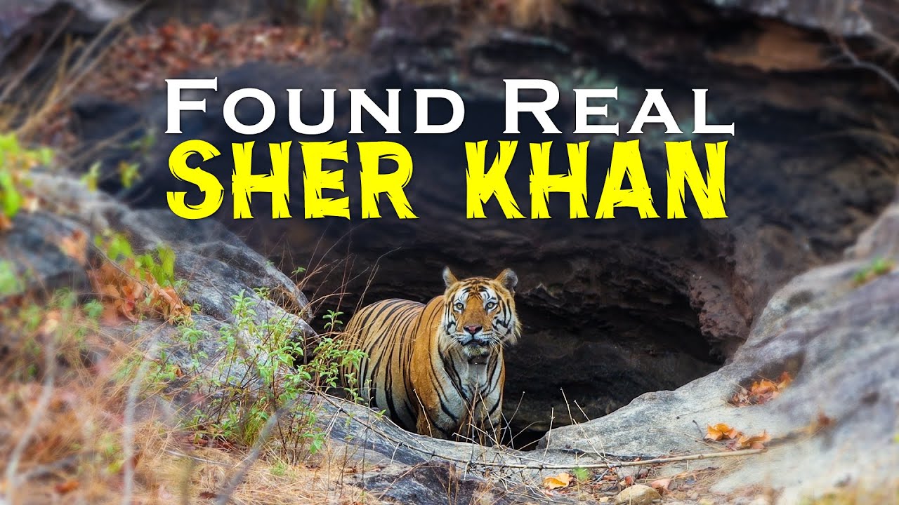 Amazing Sighting of Bajrang Tiger at Bandhavgarh Tiger Reserve - 4K Video
