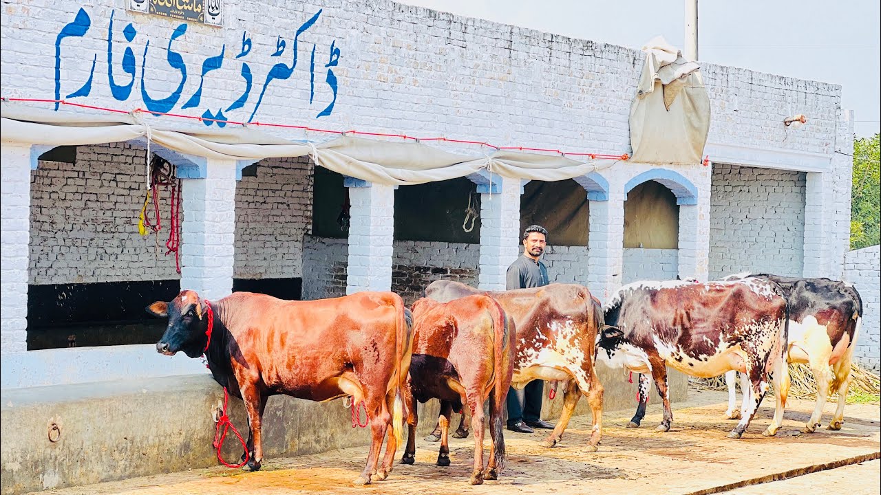 1 سجری سوئی 5 تیار ویڑیاں برائے فروخت 20 فروری 2026ساروکی گجرات[8498176-0318]