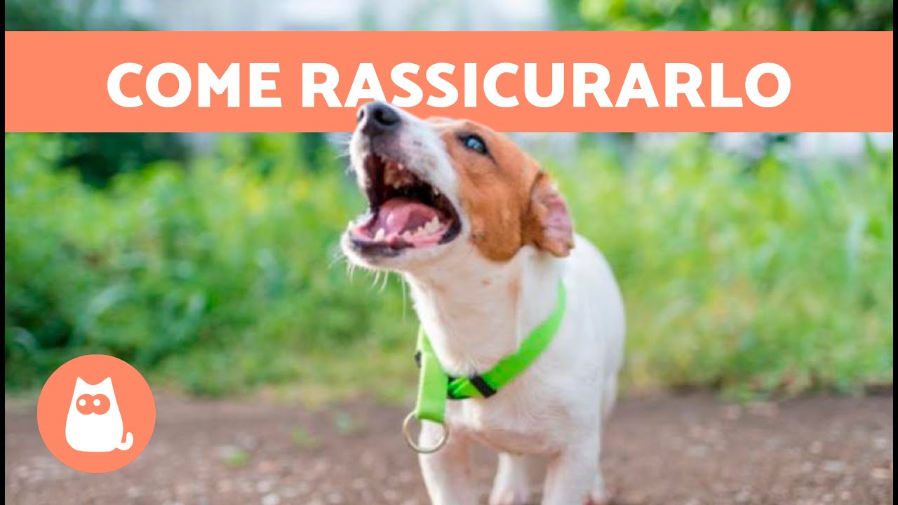 Come CALMARE un CANE SPAVENTATO 🐶✅ (6 consigli per calmarlo)