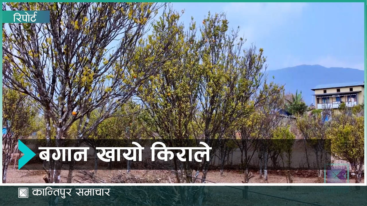 रुम्जाटारका किसान सुन्तला छोडेर के लगाउँदैछन् ? | Kantipur Samachar