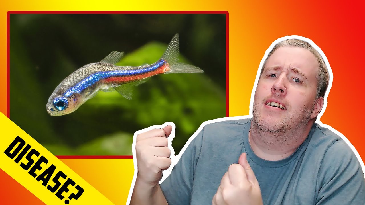 The Truth About Neon Tetra Disease