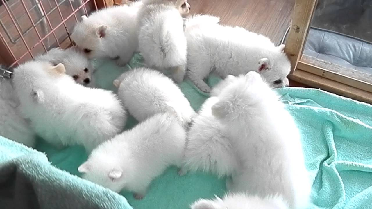 ホワイト　ポメラニアン　子犬　伊豆　フラッフィードッグ　℡0558-99-9280　静岡県伊豆の国市