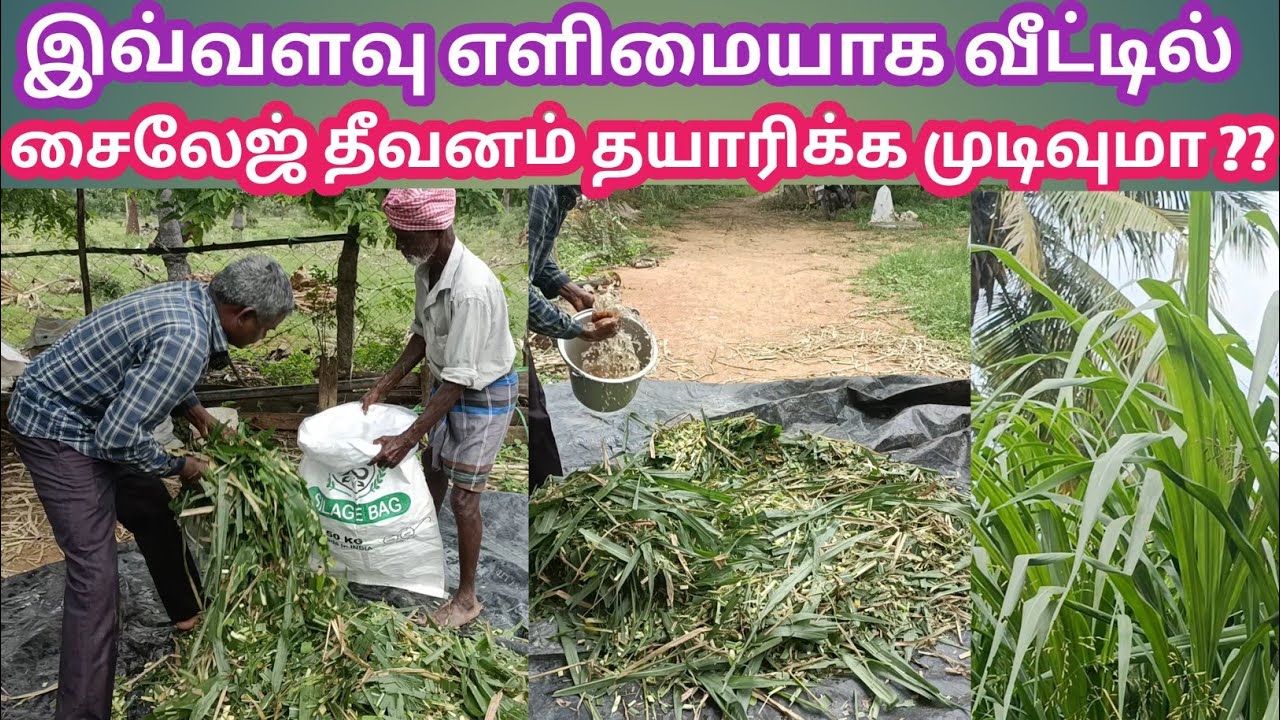 சைலேஜ் தீவனம் தயாரிப்பு | ஊறுகாய் புல் தயாரிப்பு | Silage Making | பால் உற்பத்தியை மற்றும் இலாபம்