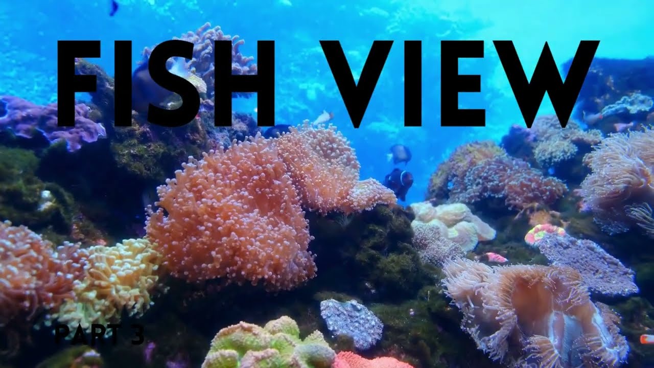 fish view 3