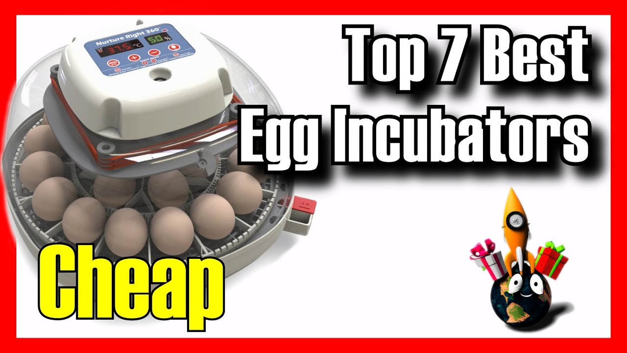 🔥🥚  TOP 7 BEST Budget Egg Incubators on Amazon [2025]✅[Cheap] Chicken / Quail / Duck /For Beginners