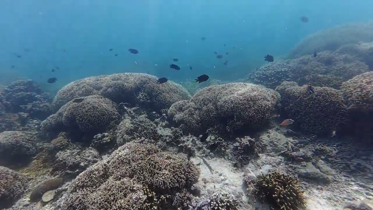 The Coral Garden of Puerto Galera, Oriental Mindoro, Philippines, part three.