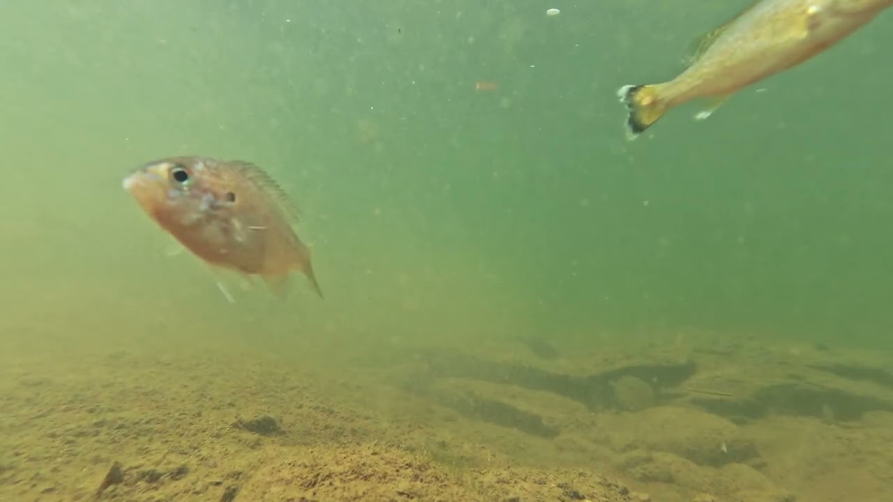 Little fish