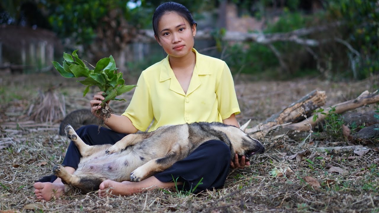 Chữa bệnh viêm đường ruột ở chó/ Cây lược vàng