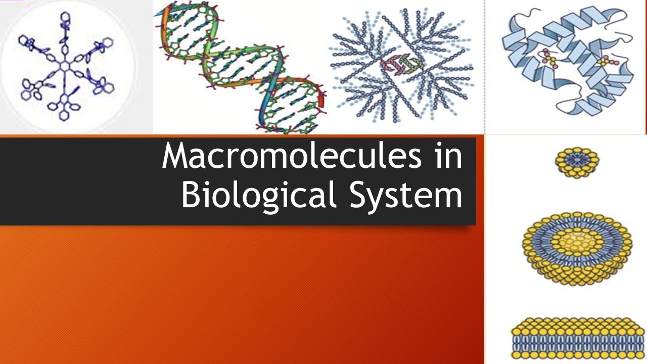 Macromolecules in Biological System
