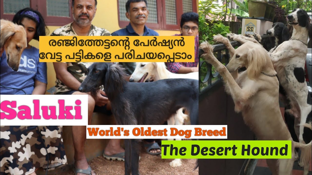 Saluki Hound  | Arab Hound Dog|പേർഷ്യൻ വേട്ട പട്ടികളെ പരിചയപ്പെടാം| Persian Hound Dogs| Hound Dogs