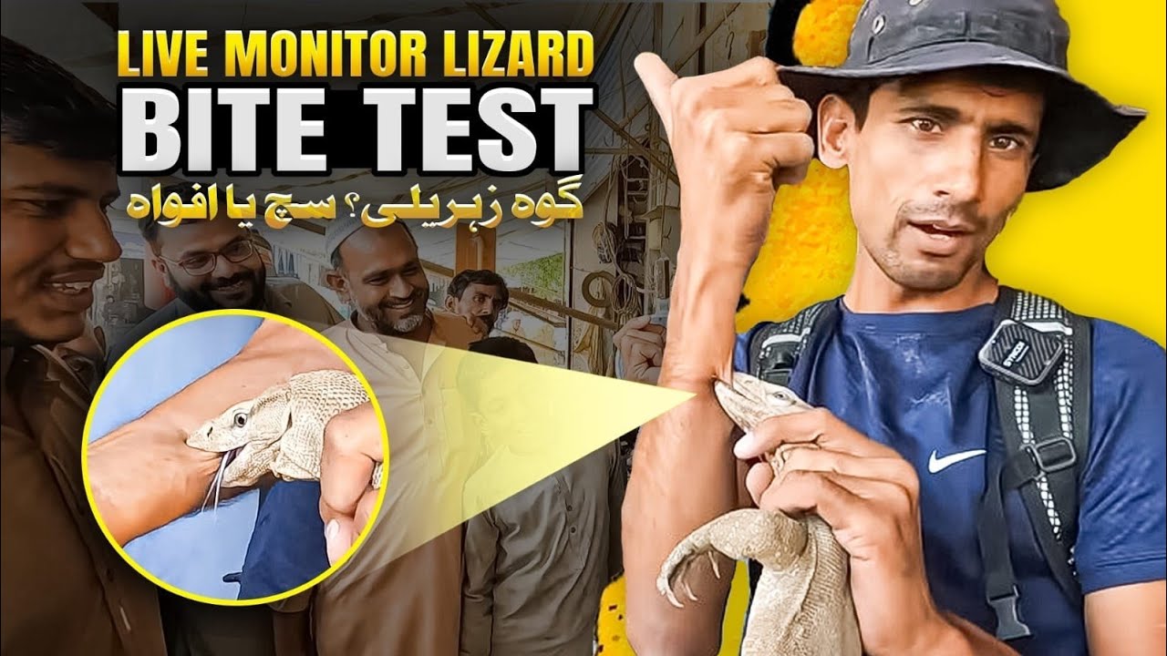 Monitor Lizard Bite Test | Myths Vs Reality | Goh Chipkali 