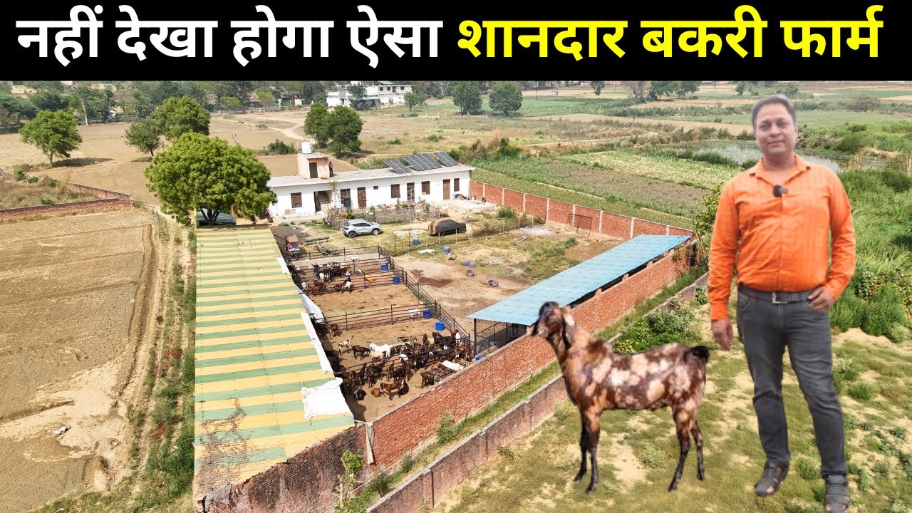 16 बकरियों से बनाई 300 बकरिया  II  ईद के बकरे बेच कैसे कमाए लाखो