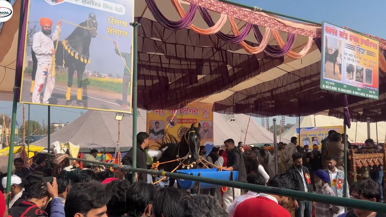 talwandi sabo horse mela 😱|| ਖੇੜੀ ਆਲਾ ਬਾਬਾ ਤੇ ਪੰਜਾਬ ਸਿੰਗਾਰ ਆ ਰਹੇ ਅੱਜ 2feb2026 #talwandisabo #horse