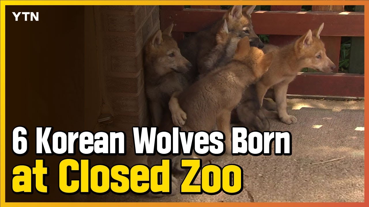 6 Korean Wolves Born at Closed Zoo / YTN NEWS
