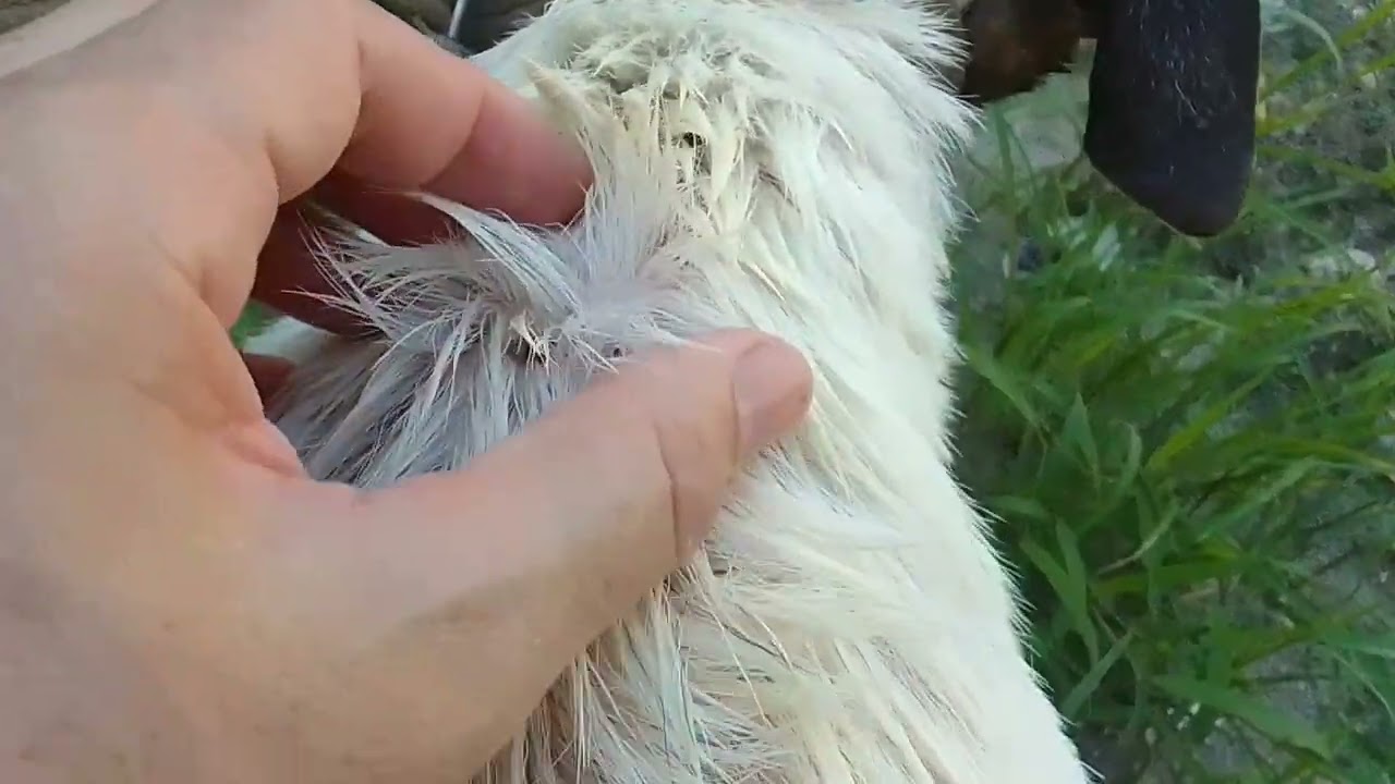 Primeiro atendimento da belinha do Caxito