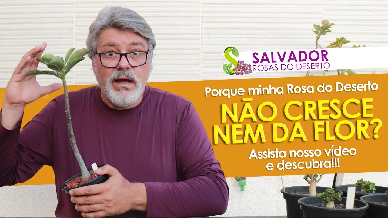 MINHA ROSA DO DESERTO NÃO CRESCE NAO SE DESENVOLVE NEM DA FLORES O QUE DEVO FAZER