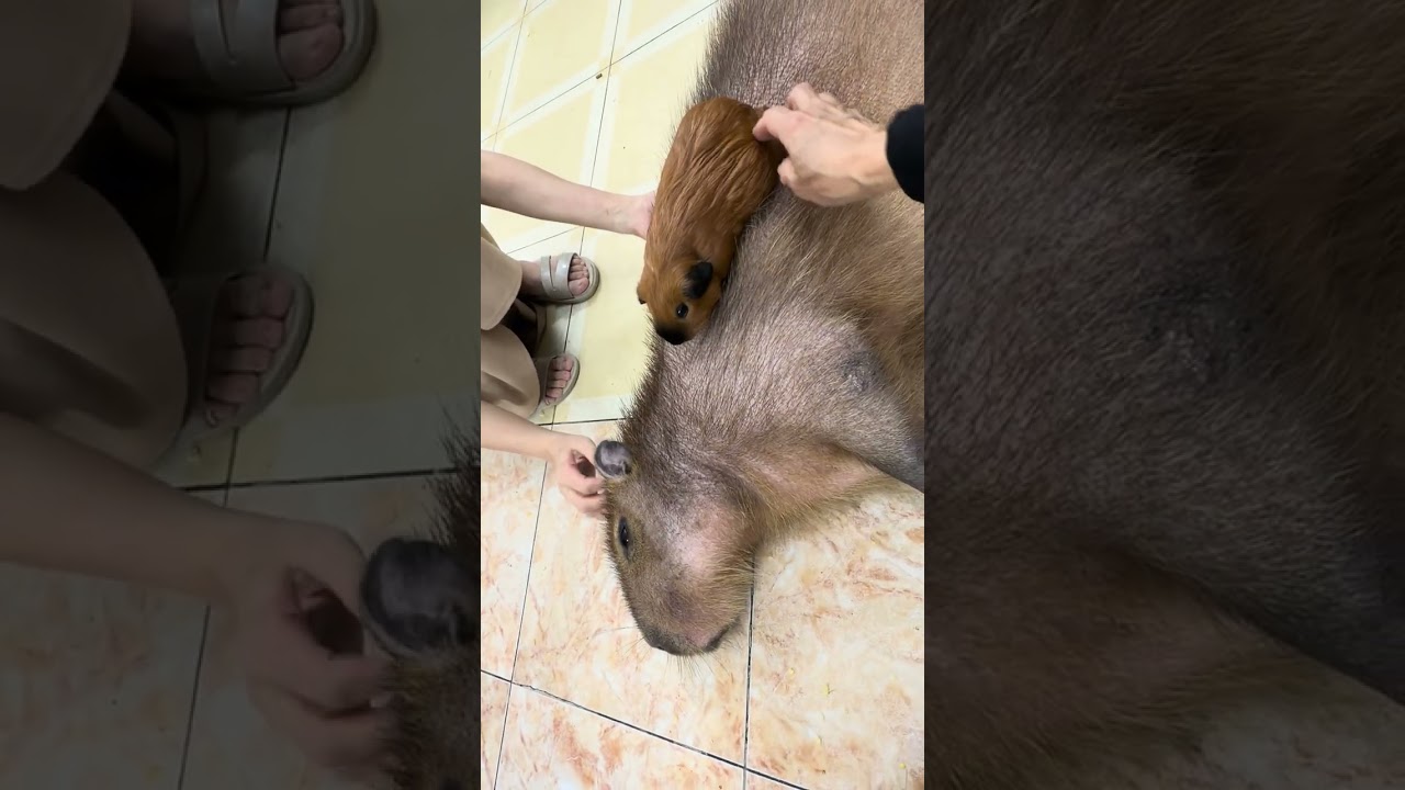 Капибара Билли очень дружелюбен к тому, кто делает ему хороший массаж.