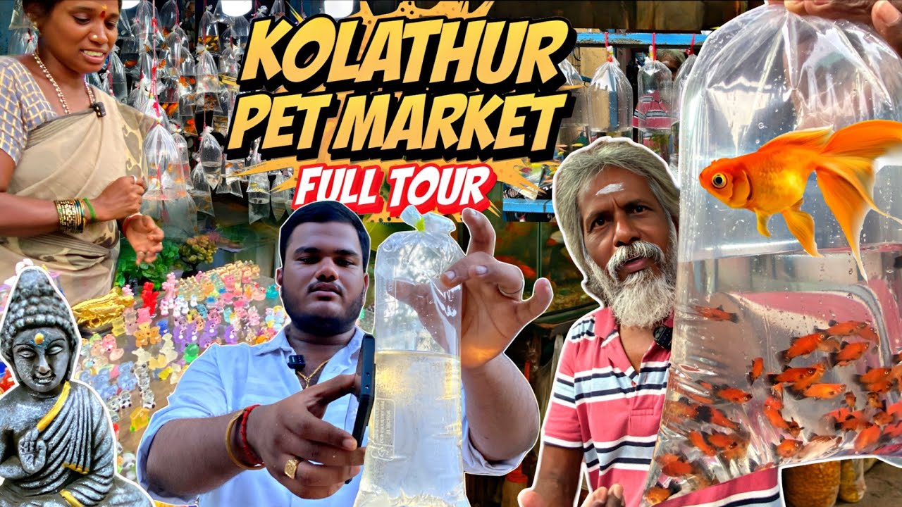 🎥 Chennai Kolathur Fish Market 🐠 Biggest Aquarium Fish Collection 💥 #kolathur #fishtank