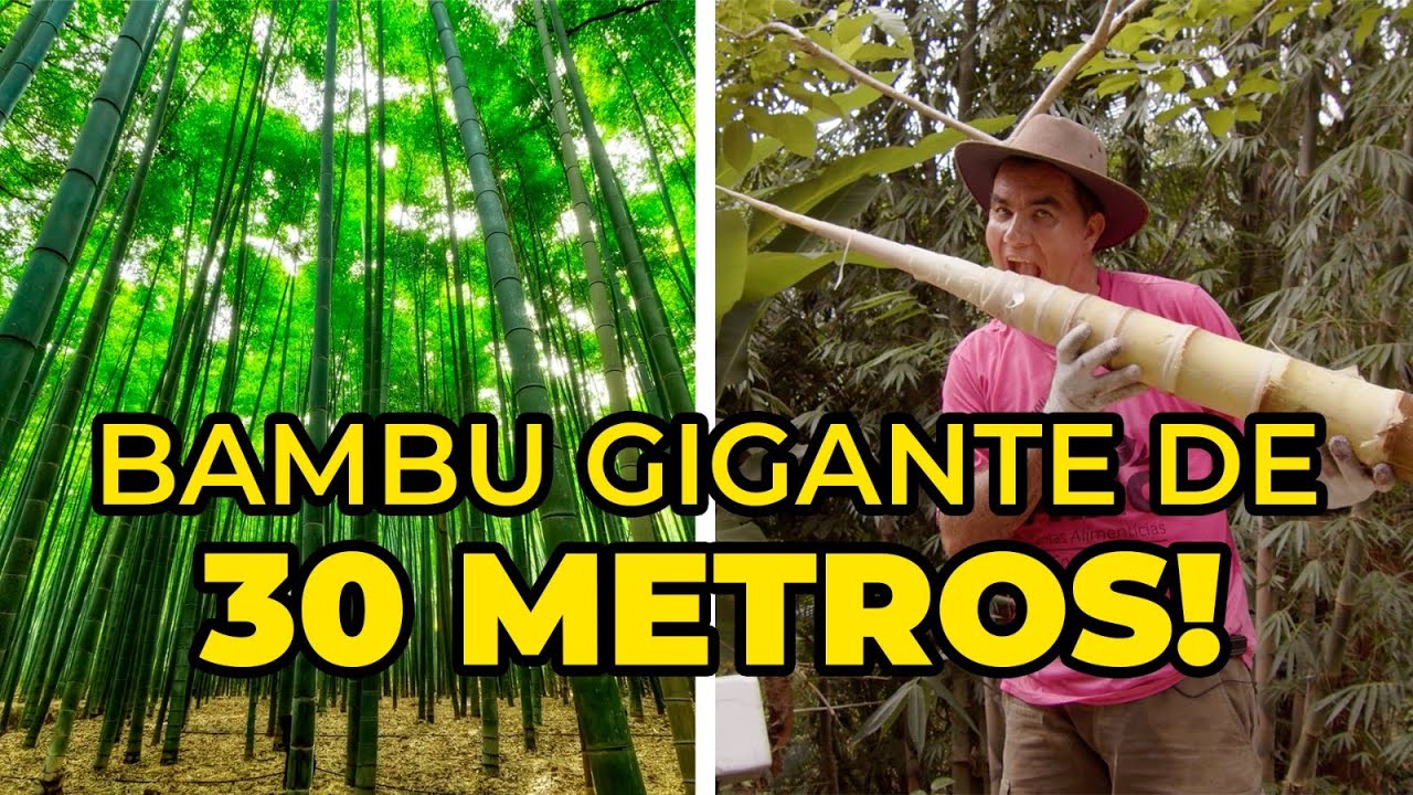 CONHEÇA O BAMBU GIGANTE - Sítio PANC