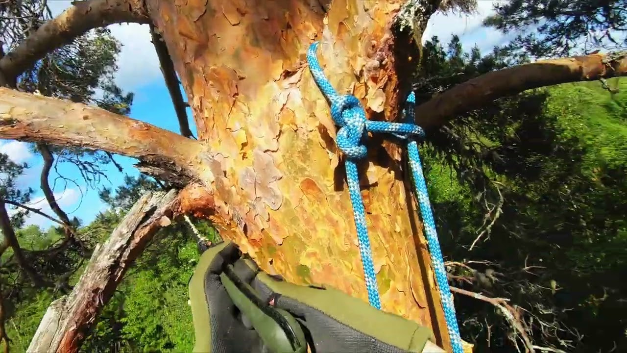 Recreational tree climbing