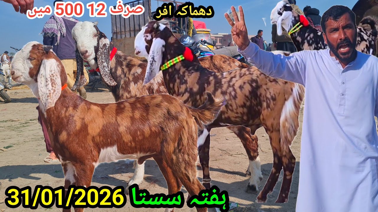 31 January 2026صرف 12 500 علی گوٹ فارم خالد بھائی کا بڑا چیلنج بکرا منڈی سج گئی 