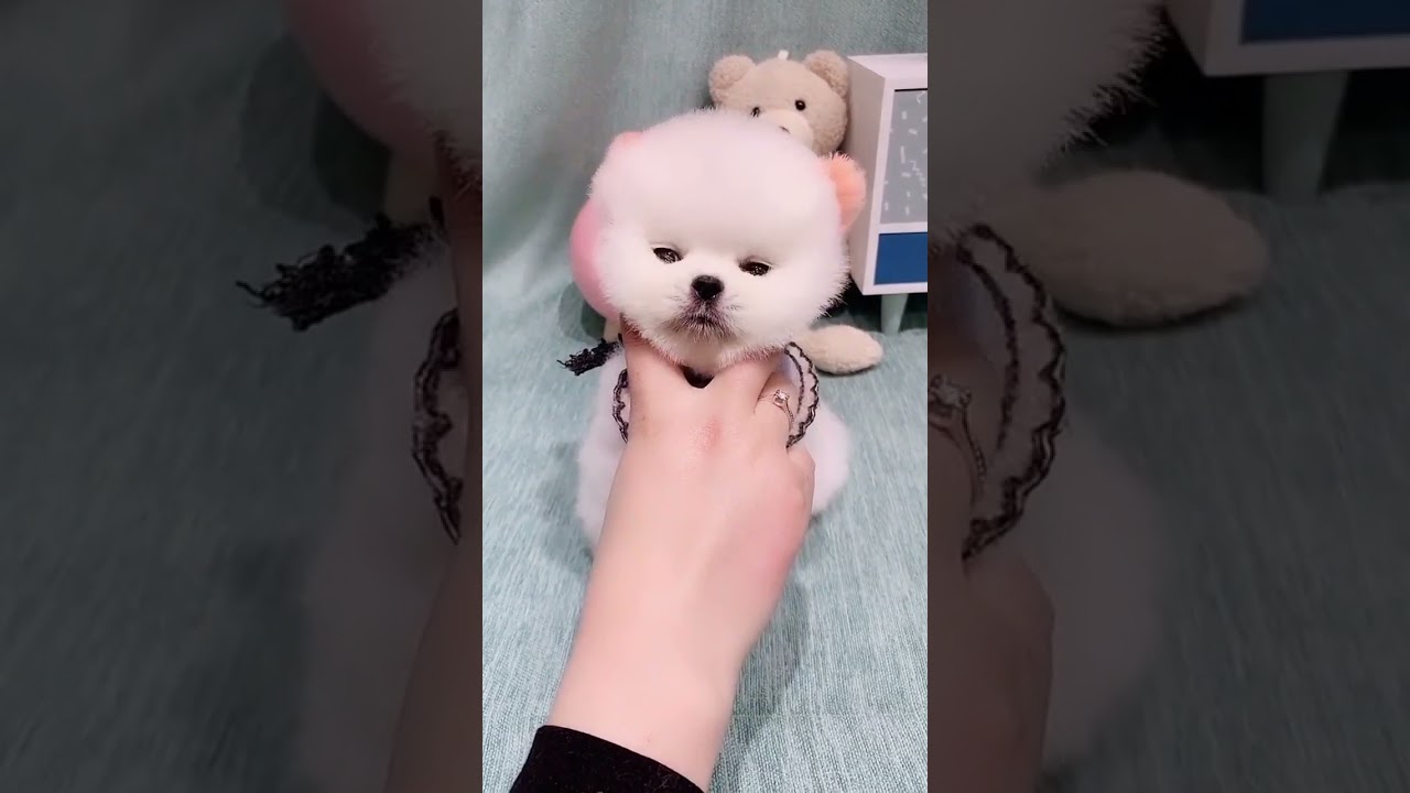 Cute Puppy lovely  Care #short #2729